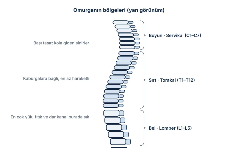 Omurganın dört bölgesi: boyun (servikal), sırt (torakal), bel (lomber) ve sakrum-kuyruk sokumu
